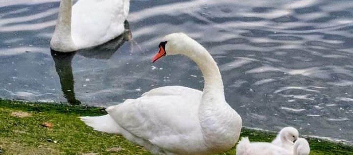 cisnes